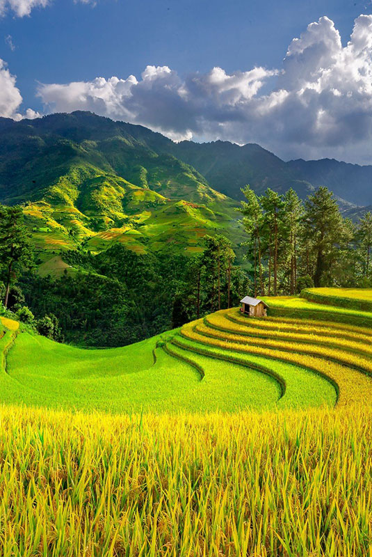 Việt Nam Field